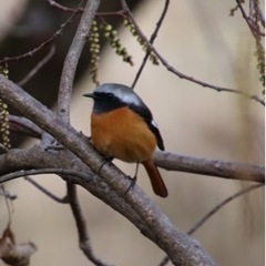 野鳥散策の仲間募集♪