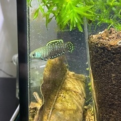 値下げ‼️スモールアイ　アルゼンチンパールペア（卵生メダカ）