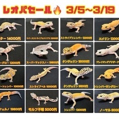 【沖縄】レオパセール🔥