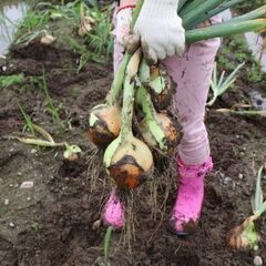 【住み込み】農家で軽作業＜西舞鶴駅＞の画像
