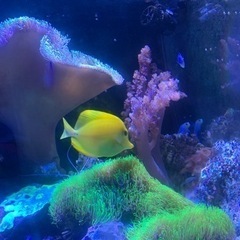 【取引中】海水魚　生体　キイロハギその他