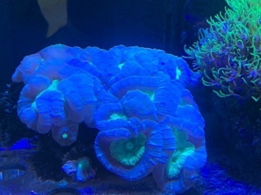 【取引中】海水魚　生体　キイロハギその他