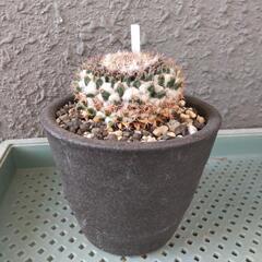 サボテン　影清　信楽焼