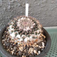 サボテン　影清　信楽焼の画像