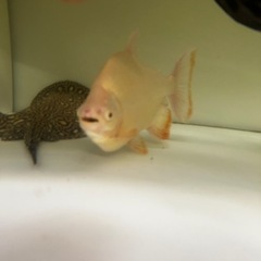 アルビノコロソマ