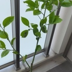 カボスの木