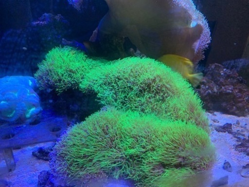 【取引中】海水魚生体