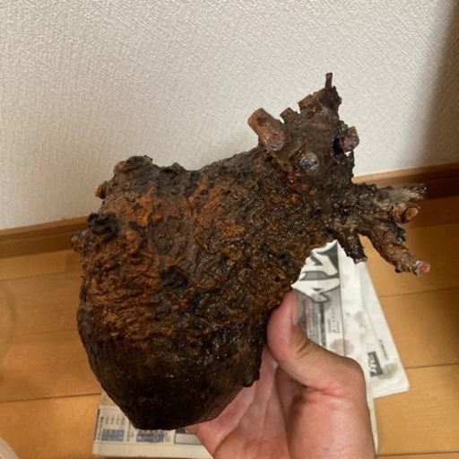 パキプス　植物　塊根植物