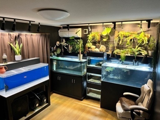 熱帯魚　金魚　大型魚　値下げしました。