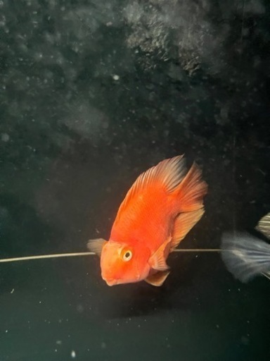 熱帯魚　金魚　大型魚　値下げしました。