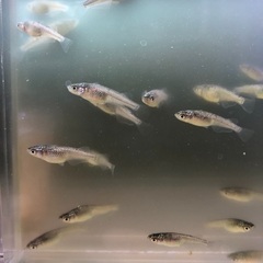 メダカ【ブラックダイヤ】若魚 写っている個体全ての画像