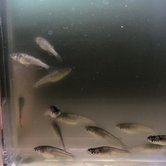 メダカ【ブラックダイヤ】若魚 写っている個体全ての画像