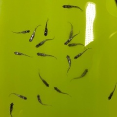 メダカ【ブラックダイヤ】若魚 写っている個体全ての画像