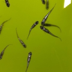 メダカ【ブラックダイヤ】若魚 写っている個体全て