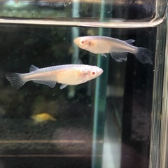 アルビノメダカ【幹之アルビノ】4匹の画像