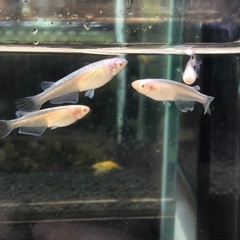 アルビノメダカ【幹之アルビノ】4匹の画像