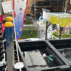 楓庵さんの販売コーナー　各種メダカが盛り沢山('◇')ゞ