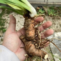 アヤメ　球根の画像