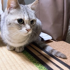 【里親様候補が見つかったため一時中断します】保護猫　おそらくまだ...