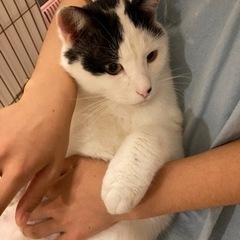 ブチ模様の男の子