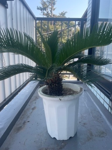 観葉植物　ソテツ　
