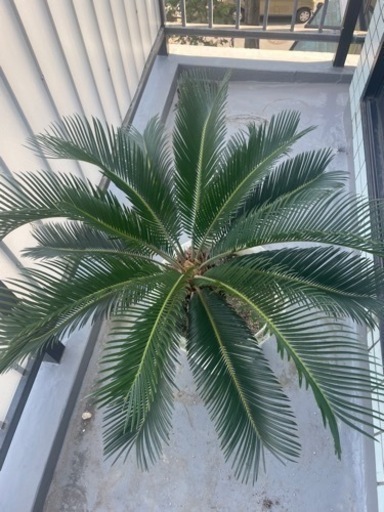 観葉植物　ソテツ　