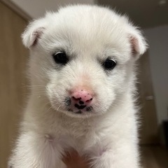 急募❗️可愛い白子犬🧡