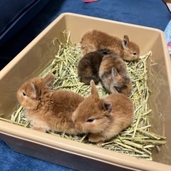 生後1ヶ月　うさぎの赤ちゃん