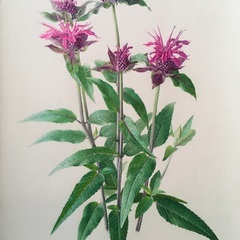山寺植物画教室の画像