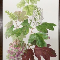 山寺植物画教室の画像