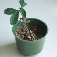 ハナキリン鉢植え