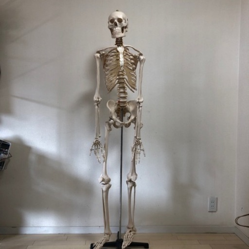 人体骨格模型166cm
