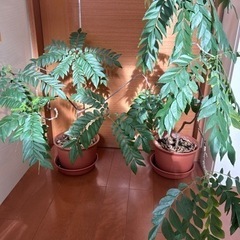 カレーの木　2鉢　カレーリーフ