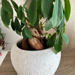 観葉植物セット