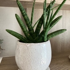 観葉植物セットの画像