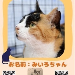 穏やかで優しい三毛猫【譲渡会参加】