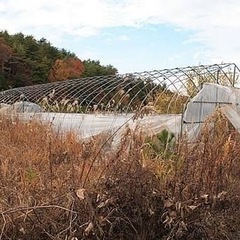 ビニールハウス　撤去 - 便利屋