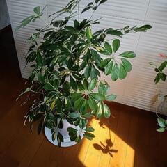 カポックの鉢植え