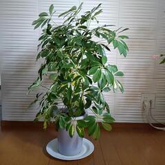 カポックの鉢植えの画像