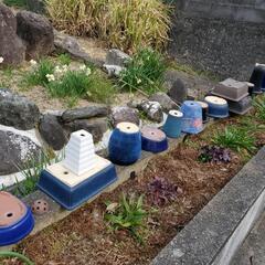盆栽鉢植木鉢多数