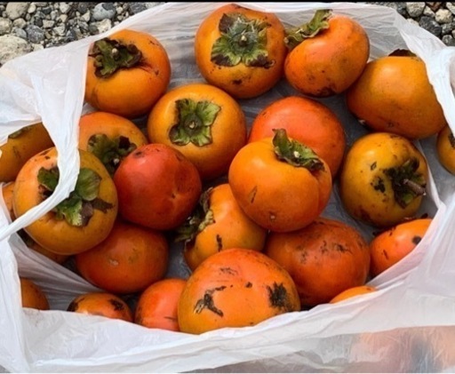 柿の木（成木）2本