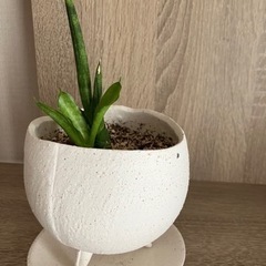 観葉植物セット　小サイズの画像
