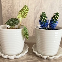 観葉植物セット　小サイズの画像