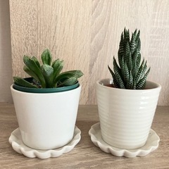 観葉植物セット　小サイズ