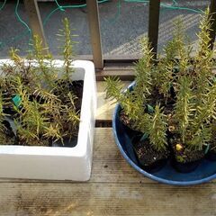 ハーブなど どれでも１鉢１００円