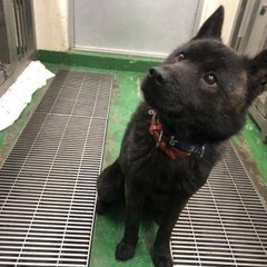 日本犬　甲斐犬の男の子　　応募条件は☆質問の回答必須です！