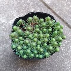 パリダム　セダム　多肉植物