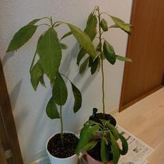 【ただいま交渉中】アボカドの苗 