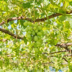＼茨城県かすみがうら市の農園正社員／国内最大規模の青果流通企業グループ/日曜休み/賞与ありの画像