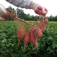 ＼茨城県かすみがうら市の農園正社員／国内最大規模の青果流通企業グループ/日曜休み/賞与ありの画像